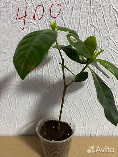 Гардения Жасминовидная