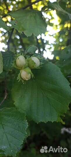 Орех фундук краснолистный и зелёный