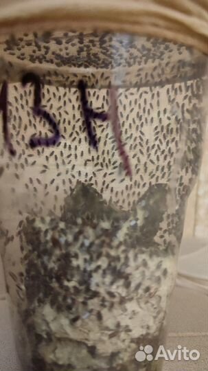 Доставка / Дрозофила Хидея и Меланогастер