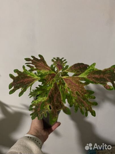 Колеусы сортовые