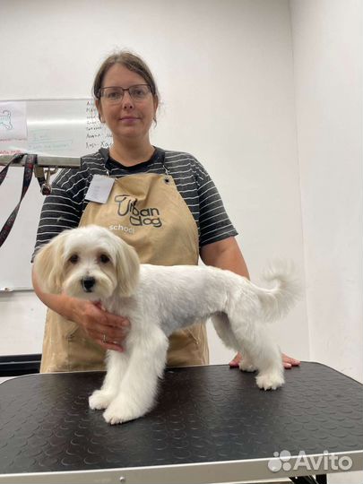 Груминг для собак