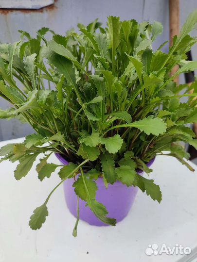 Рассада многолетник. ромашка