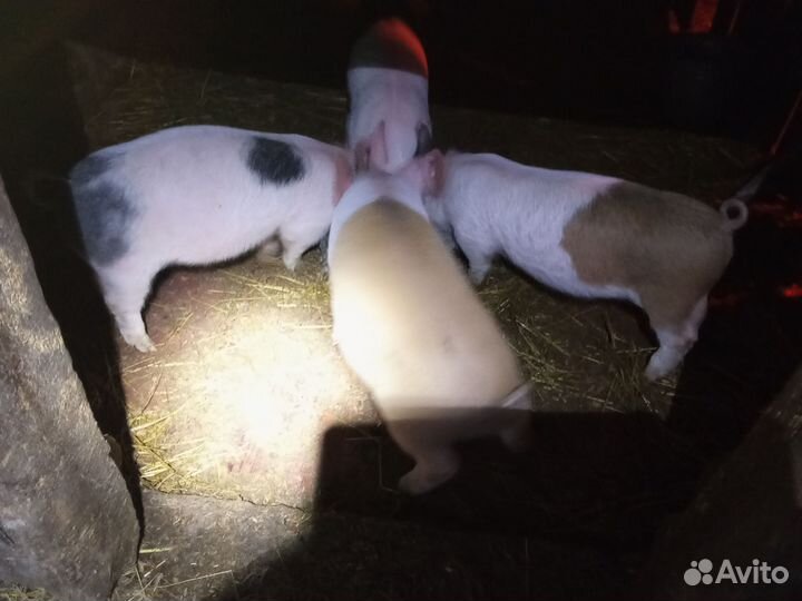 Домашние поросята