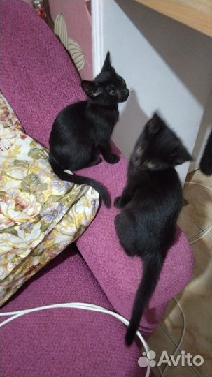 Котята в добрые ручки