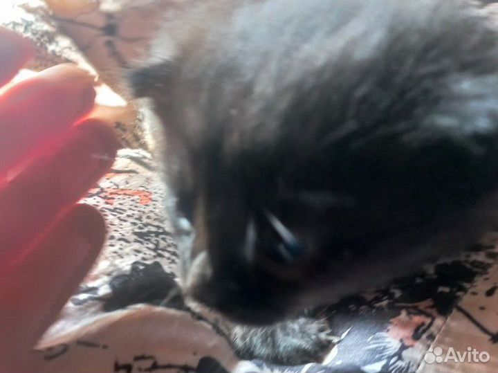 Отдам котенка в добрые руки