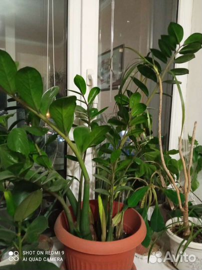 Комнатные цветы