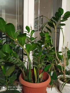 Комнатные цветы