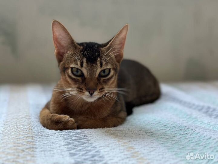 Лучшие абиссинские котята