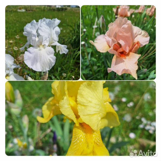 Ирисы бородатые