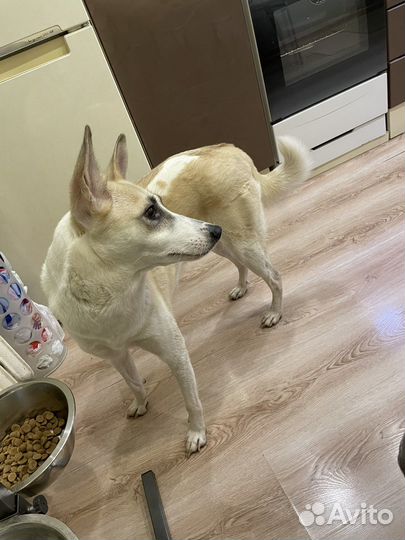 Собака в добрые руки