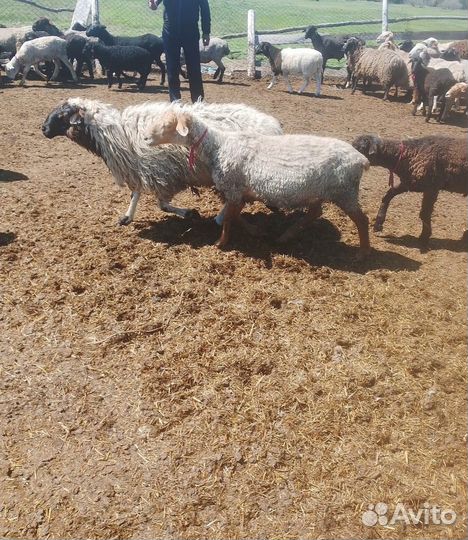 Племенные бараны