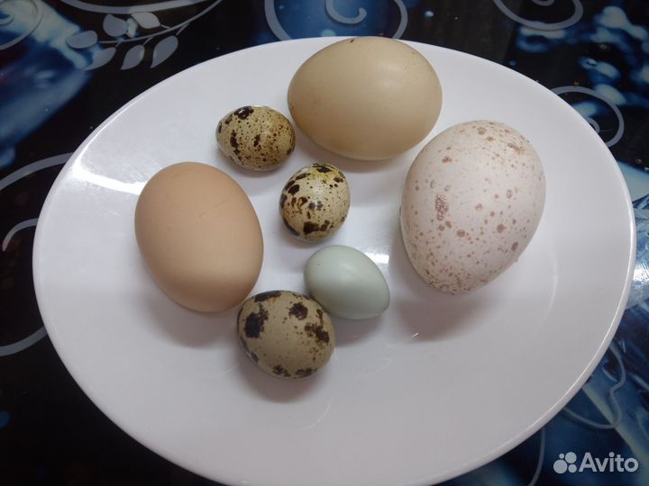Инкубационные яйца