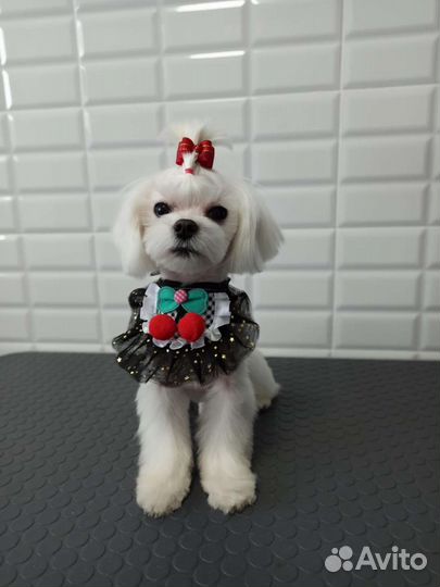 Мальтезе мини мальчик. Вязка