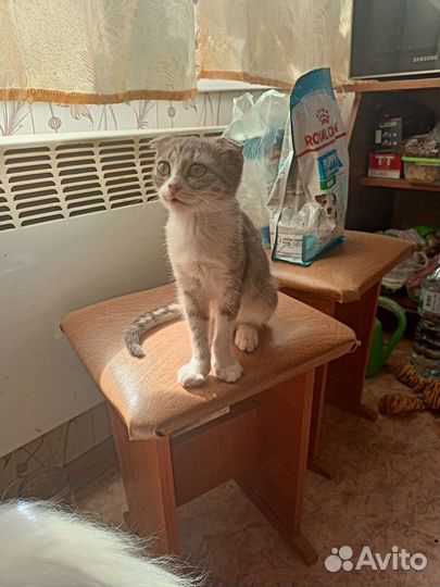 Вислоухая красотка