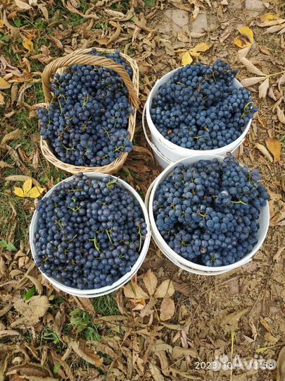 Саженцы винограда Мурс Эрли,Изабелла светлый