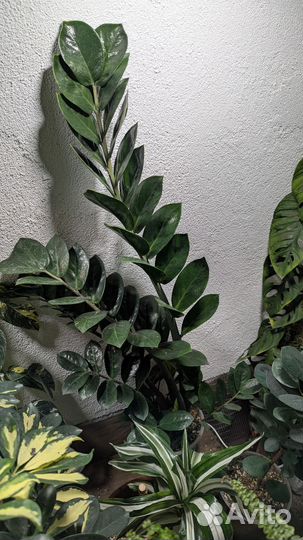 Помощь с растениями дома