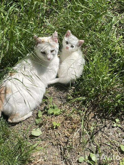 Котенок дворовый