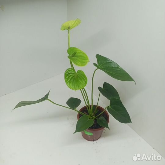 Жёлтый антуриум Ванилла