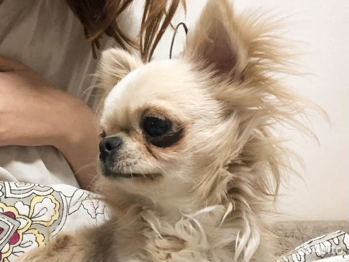 Чихуахуа мини