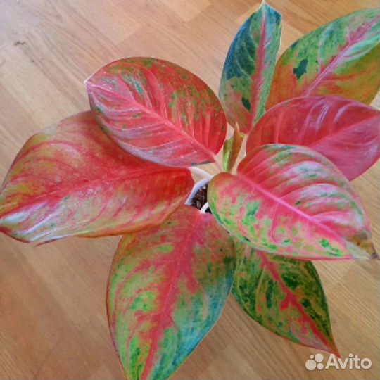 Аглаонема даймонд стар