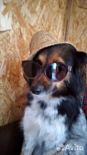 Собака для фотосессии