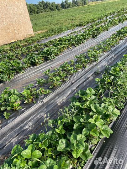 Готовый бизнес по выращиванию клубники