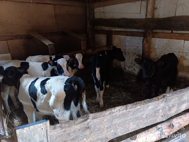 Продаю Телята 8шт.Коровы дойные 4шт