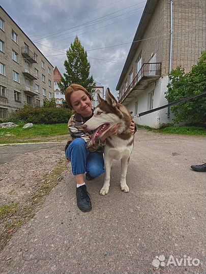 Услуги кинолога