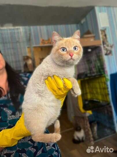 Котики
