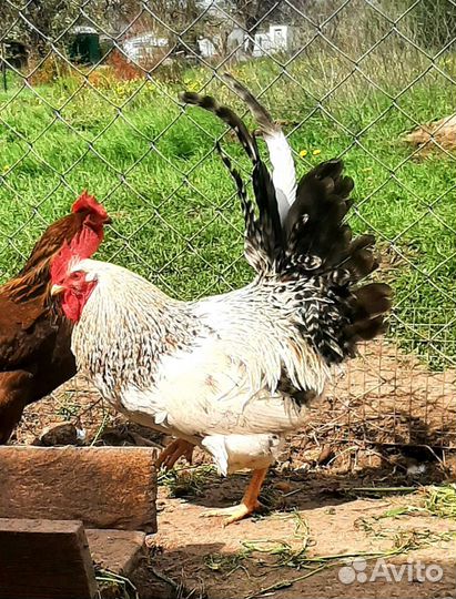 Петухи, утки мускусные