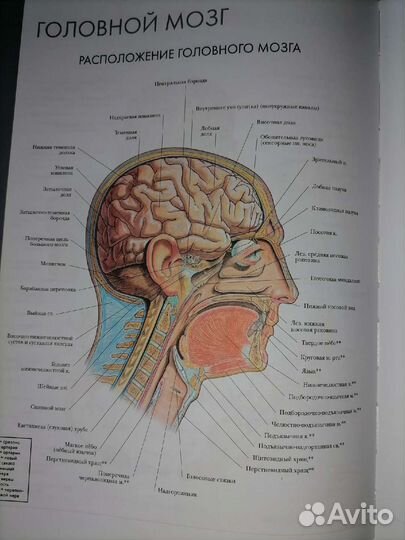 Атлас по анатомии