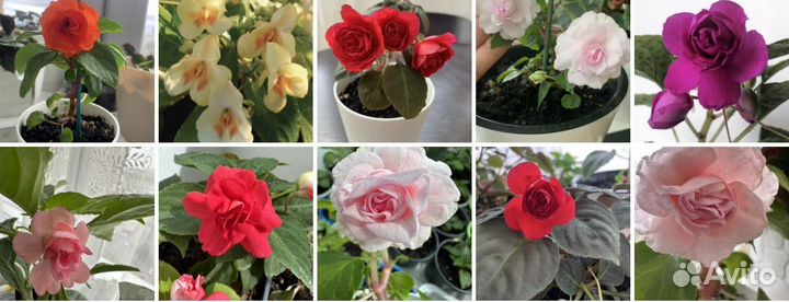 Бальзамин 8 махровых сортов