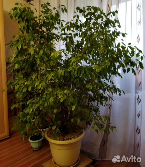Фикус бенджамина
