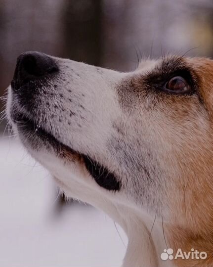 Собака в добрые руки