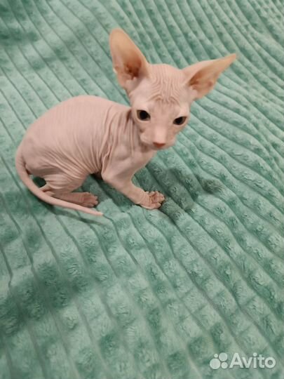 Донской сфинкс котята