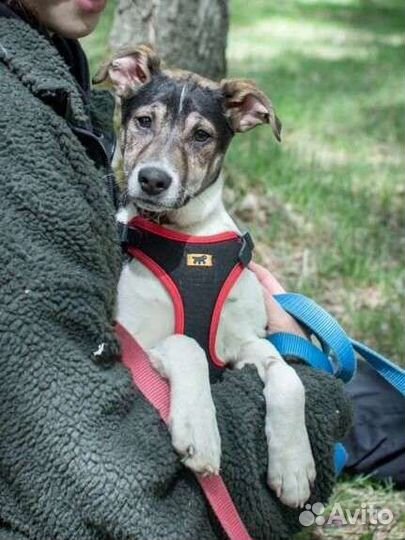 Майкл живет в приюте