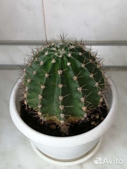 Крассула Овата. Кактус. Алоэ вера. Комнатные цветы