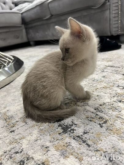 Бурманская кошка