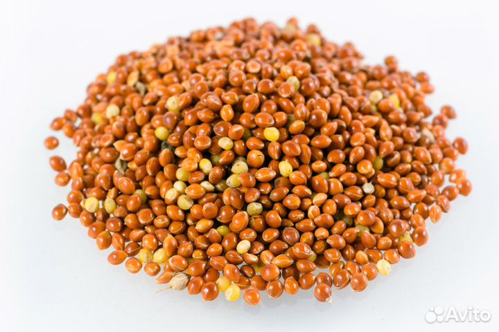 Зерно (пшеница, ячмень, овес,кукуруза, просо)