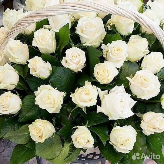 Розы гиганты 140 150 160 170 180 200