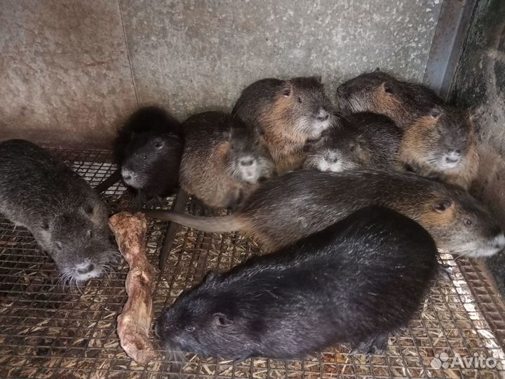 Нутрии живые