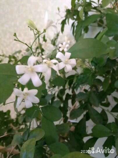 Мурайя,кумкват