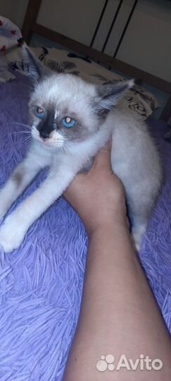 Котик в дар бесплатно