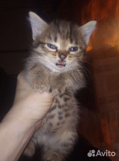 Котенок бесплатно