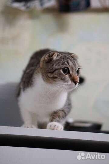 Котики в добрые руки