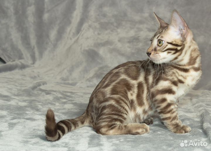 Бенгальский мальчик из питомника