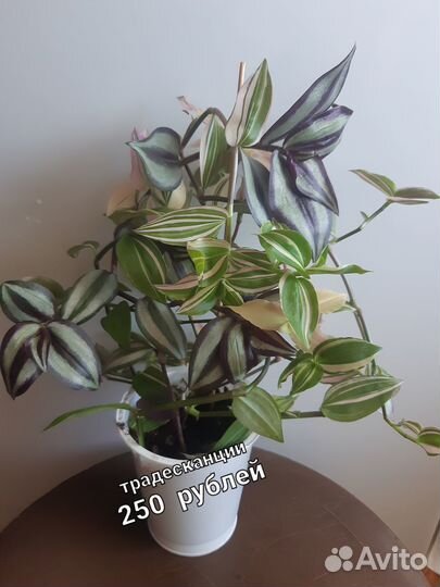 Традесканция