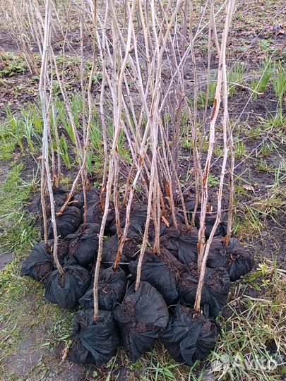 Саженцы малины