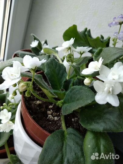 Фиалка в горшках