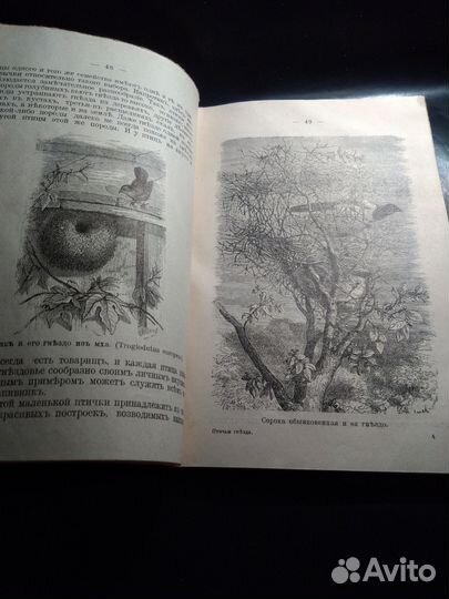 Рубакин Птичьи гнезда 1909